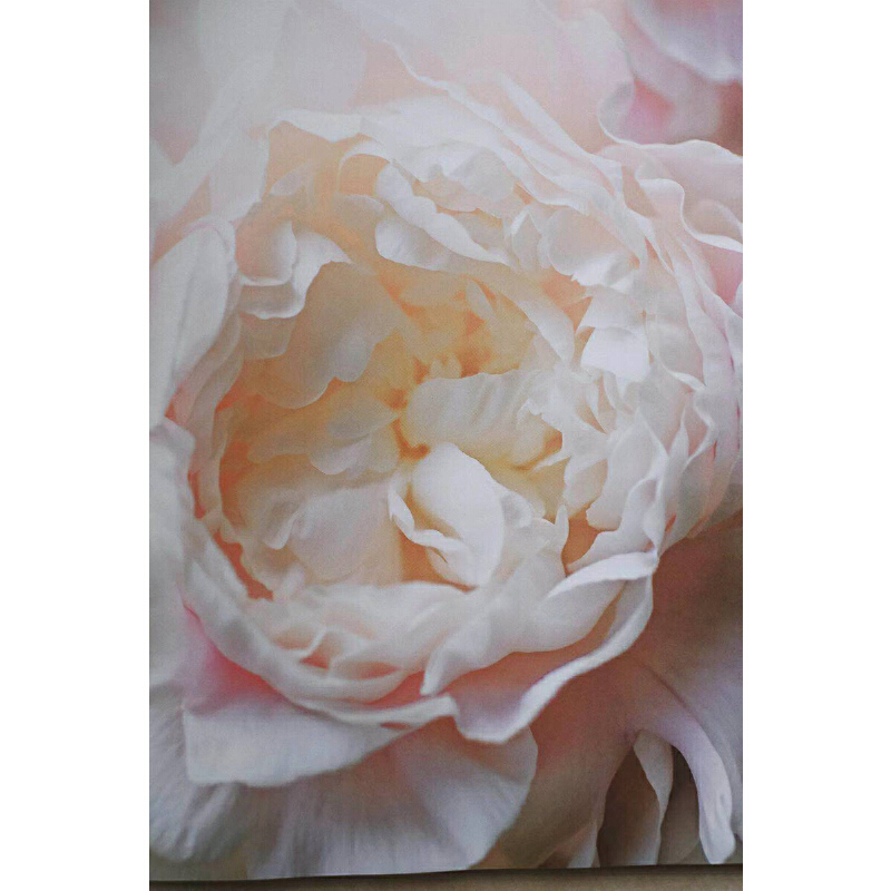 國際著名園藝師經典之作：牡丹全書+繡球全書（精裝大開本）