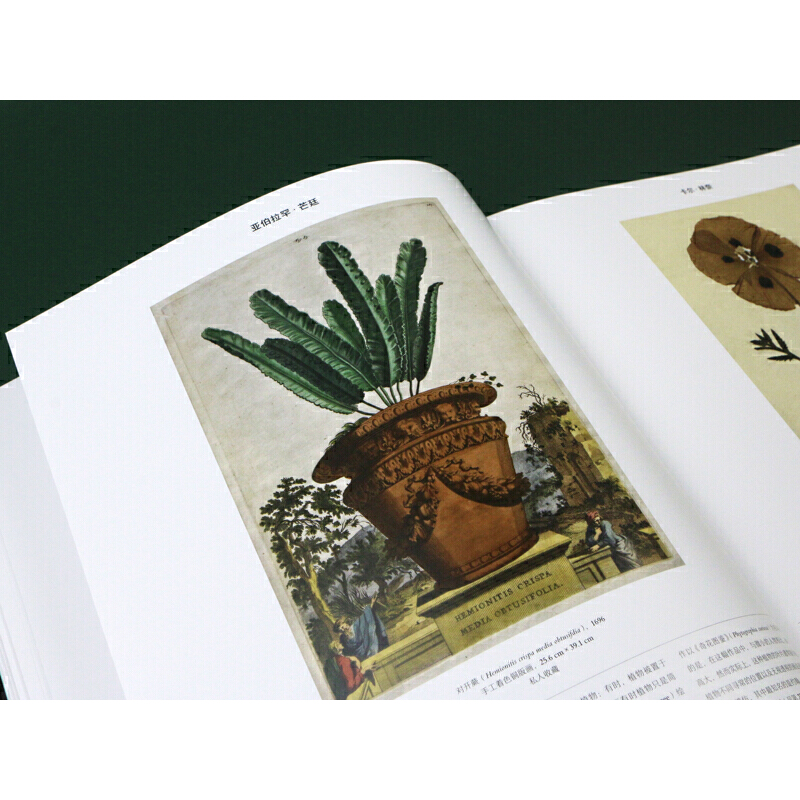 草木之形:植物藝術巡禮 草木之形:植物藝術巡禮