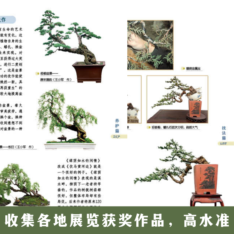 1698230873762659.jpg 盆景3.jpg