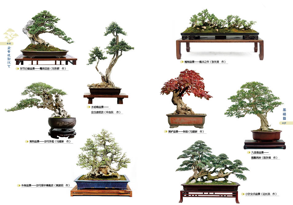 1698230893860931.jpg 盆景详情1.jpg