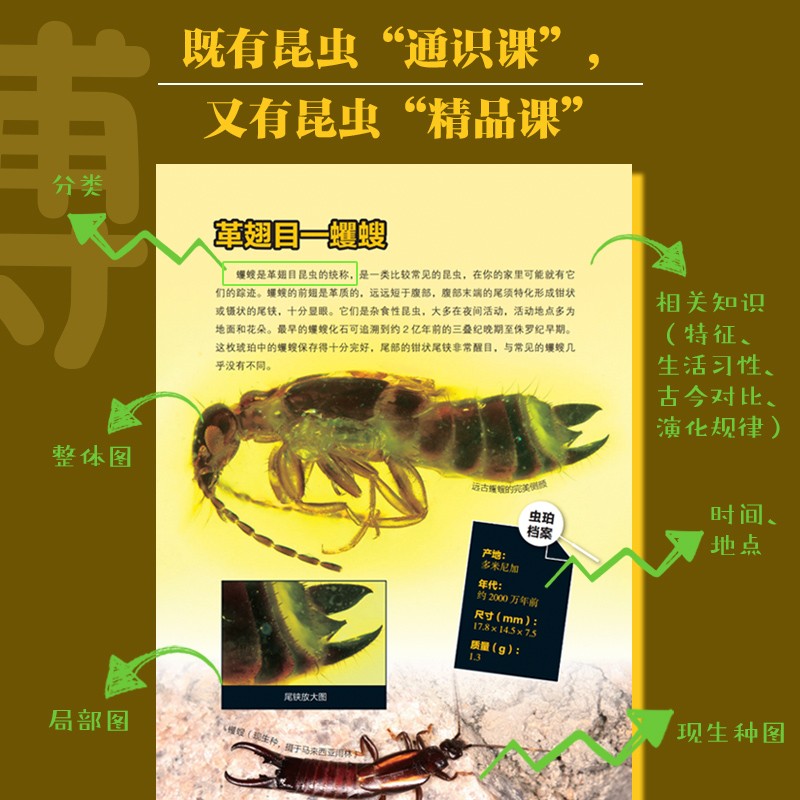 昆蟲歷史博物館+不可思議的昆蟲大書(全兩冊) 昆蟲歷史博物館+不可思議的昆蟲大書(全兩冊)