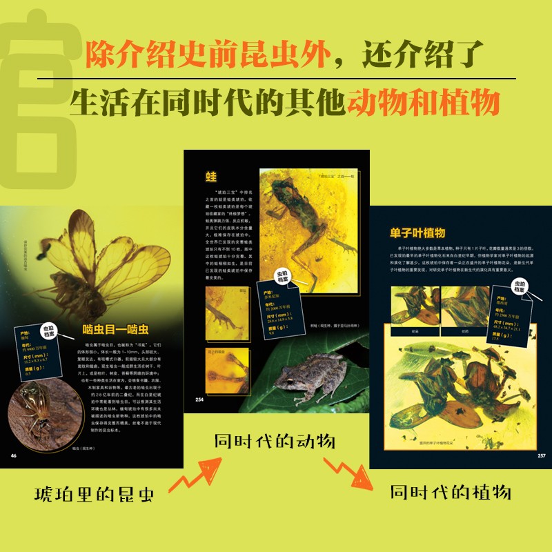 昆蟲歷史博物館+不可思議的昆蟲大書(全兩冊) 昆蟲歷史博物館+不可思議的昆蟲大書(全兩冊)