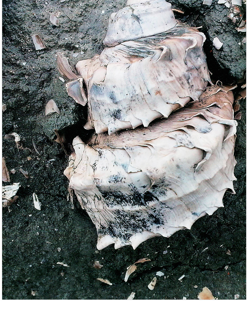 1704263100881024.jpg 详情-05.jpg