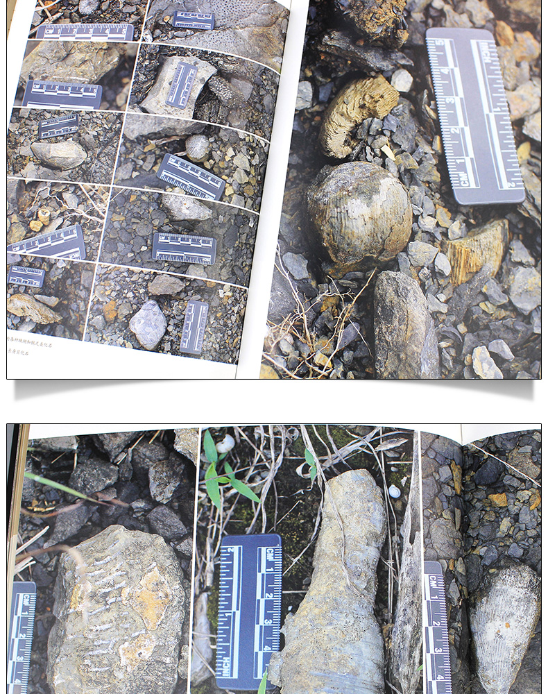 1704263154432999.jpg 详情-12.jpg