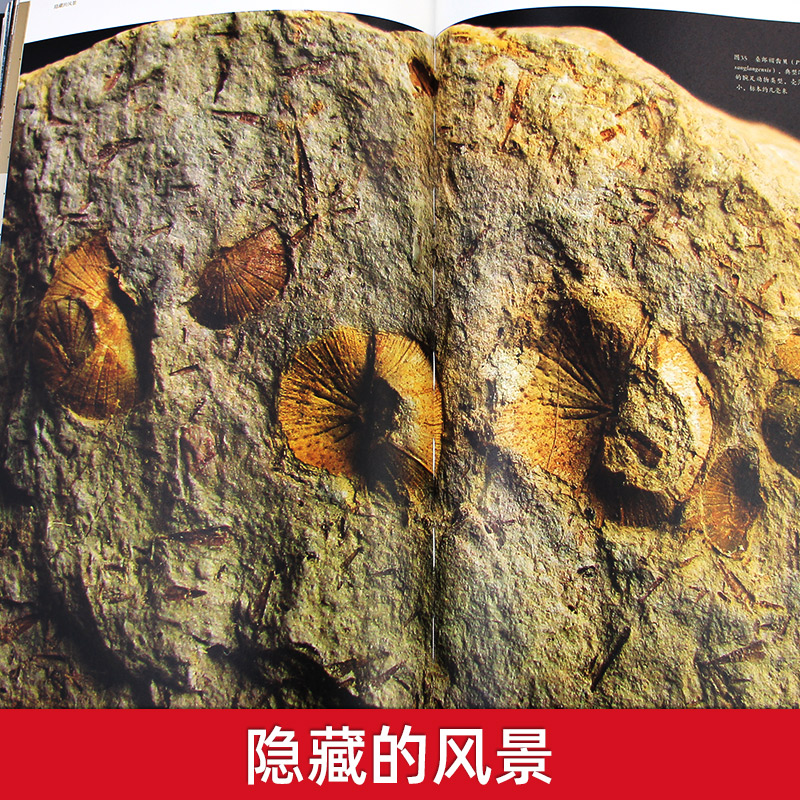 隱藏的風景·廣西古生物化石記(重達1.9公斤) 隱藏的風景·廣西古生物化石記(重達1.9公斤)