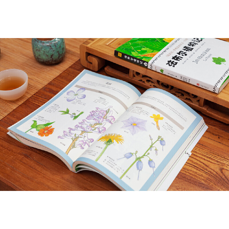 法布爾：昆蟲記（美繪精裝版）+植物記：手繪珍藏版（共四冊）