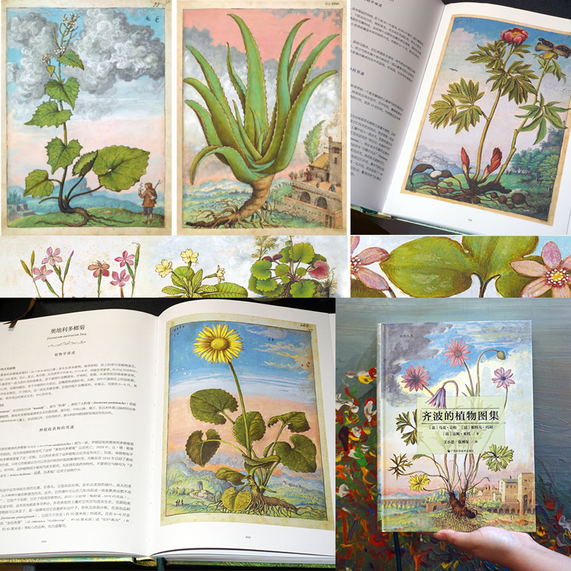 文藝復興時期藝術家：齊波的植物圖集