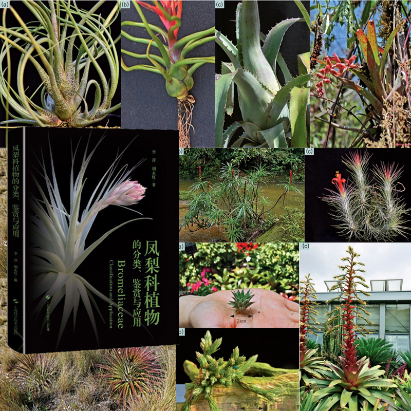 2024年10月新書推薦：【鳳梨科植物的分類、鑑賞與應用】